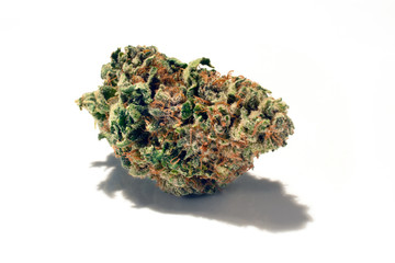 a large, trimmed cannabis bud isolated on a white background.