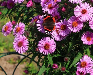Purple chrysanthemum flowers in the garden with butterfly