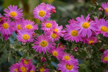 Purple chrysanthemum flowers in the garden