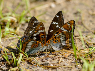 Limenitis populi