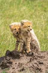 Two cheetah cubs sit on termite mound