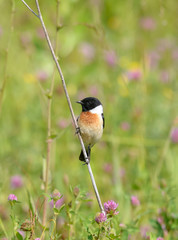 Saxicola rubicola
