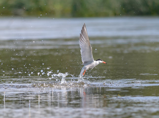 Sterna hirundo