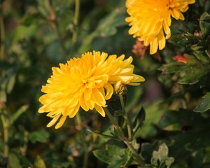 Yellow chrysanthemum flowers in the garden 