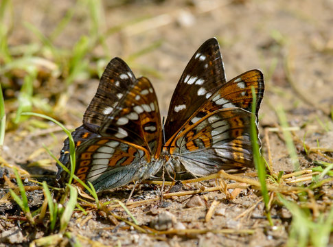 Limenitis Populi