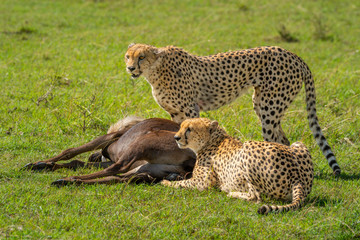 Two cheetah guard carcase of blue wildebeest