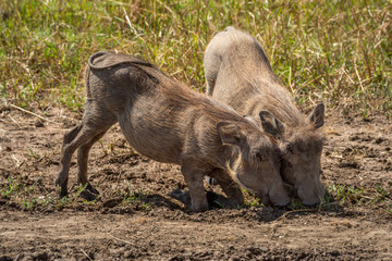 Fototapeta premium Two common warthog graze kneeling in grass