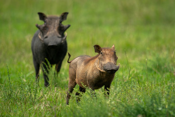 Two common warthog standing in long grass