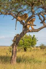 Fototapeta na wymiar Two cubs climb tree towards two lionesses