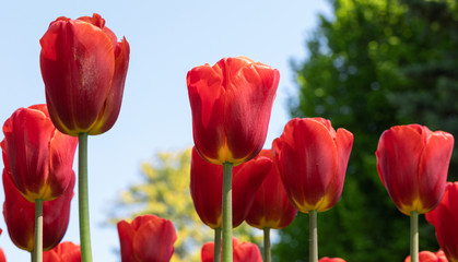 Tulip. Festival. Nature. Garden. Flora. Plant. Red