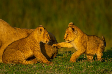 Fototapeta na wymiar Two cubs play on grass beside lioness