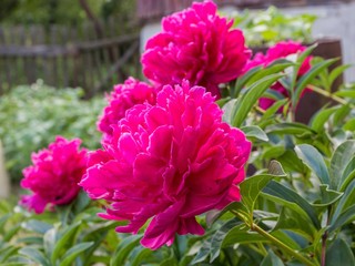 Pink  peony in the garden closeup