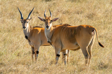 Naklejka na ściany i meble Two eland stand in grass eyeing camera