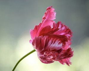 Pink  tulips on a sky background closeup