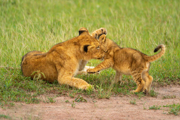 Obraz na płótnie Canvas Two lion cubs play fight in grass