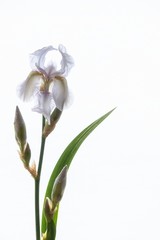 Blue iris flower on white background