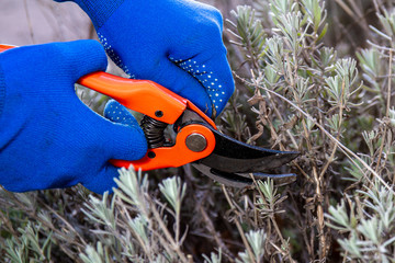 Hand in gloves holding bypass secateur and pruning lavender bush. Seasonal work in garden. Pruning bushes.