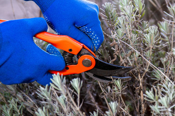 Hand in gloves holding bypass secateur and pruning lavender bush. Seasonal work in garden. Pruning...