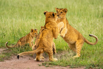 Fototapeta na wymiar Two lion cubs play fighting beside others