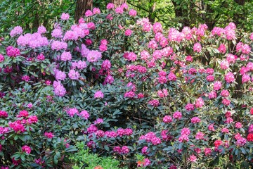 Blossom rhododendrons in the botanical garden 