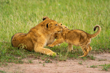 Obraz na płótnie Canvas Two lion cubs play fighting in grass