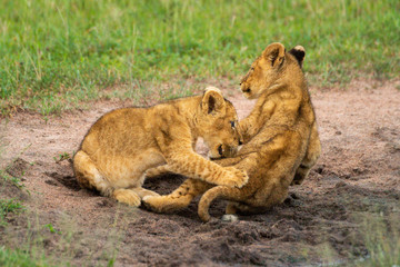 Obraz na płótnie Canvas Two lion cubs play fighting in sand