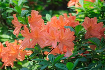Blossom rhododendrons in the botanical garden closeup