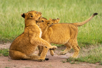 Fototapeta na wymiar Two lion cubs play fighting near another