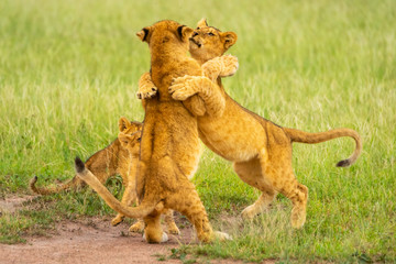 Obraz na płótnie Canvas Two lion cubs play fighting near others
