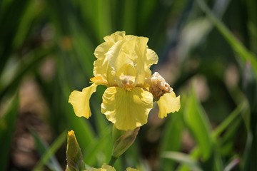 Yellow iris flower in the garden closeup