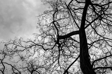Branches of a branchy tree against the sky. Black and white photo