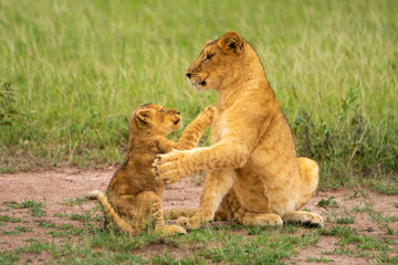 Fototapeta na wymiar Two lion cubs sit pawing each other