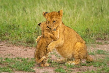 Fototapeta na wymiar Two lion cubs sit fighting in grass