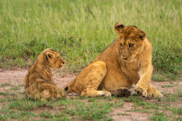 Two lion cubs sit together in grass