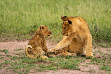 Fototapeta na wymiar Two lion cubs sit together on grass