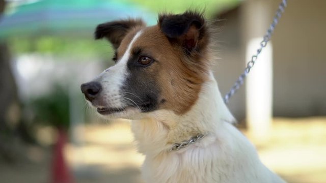 Beautiful stray dog in slow motion in brazil