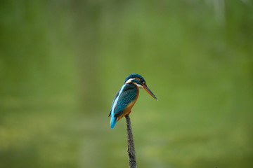 female kingfisher perched by a lake
