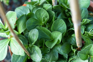 Obraz premium Vegetables growing in a pot in a home garden