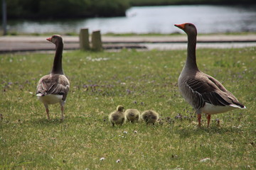 Young geese with their chicks cross the street in Bleiswijk in the Netherlands