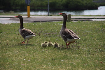 Young geese with their chicks cross the street in Bleiswijk in the Netherlands