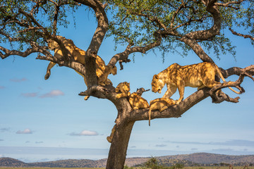 Two lionesses in tree with four cubs © Nick Dale