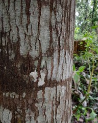 Obraz premium Bark