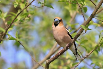 hawfinch sits on tree branch (Coccothraustes coccothraustes) Wildlife scene from spring nature.