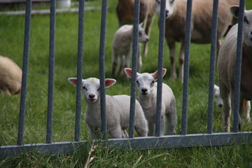 Fototapeta premium newborn lambs frolicking through the grass with their mother on a farm in Bleiswijk, the Netherlands