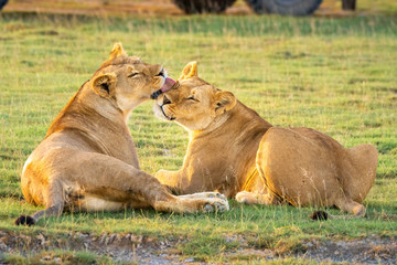 Fototapety  Two lionesses lick each other by jeep