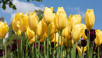 Fototapeta premium Tulip. Garden. Festival. Nature. Flora. Plant. Yellow