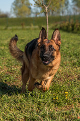 Naklejka premium Giochi da Cani con Skye