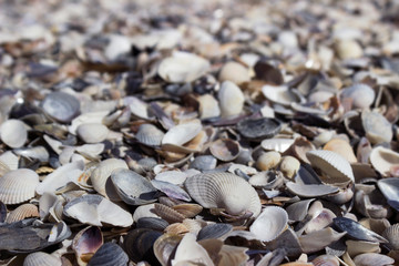A lot of seashells, background. Different seashells from the Black Sea on Kinburn Spit, Ukraine