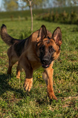 Giochi da Cani con Skye