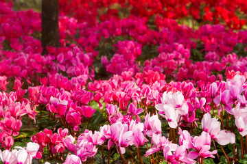 Close up of pink cyclamen flowers blossom in flower garden